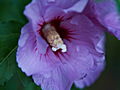 Hibiscus syriacus-2 Ketmia syryjska